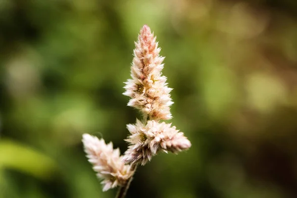 Primer plano blanco Cockscomb flores —  Fotos de Stock