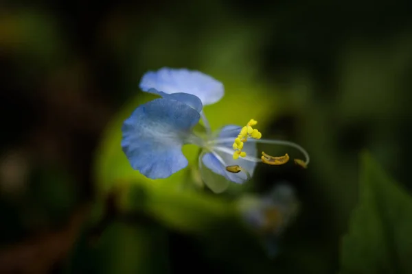 Blå blomster i foråret - Stock-foto