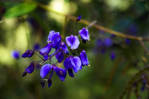 Flores azules en primavera — Foto de Stock