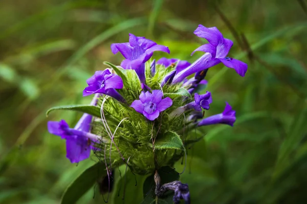 Flores azuis na primavera — Fotografia de Stock