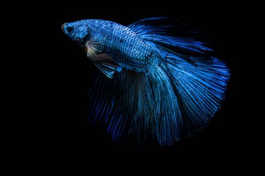 Dövüş balık siyah zemin üzerine mavi