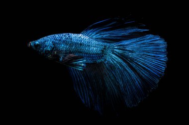 Dövüş balık siyah zemin üzerine mavi