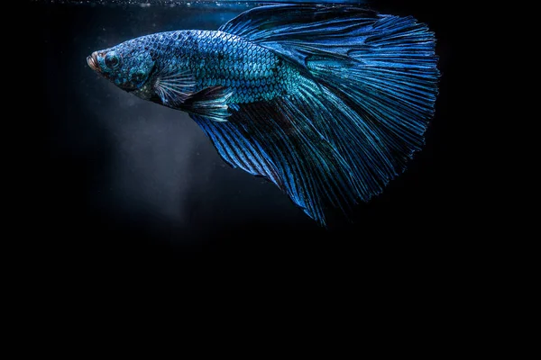 Голубая боевая рыба на черном фоне — стоковое фото