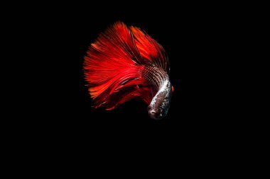 siyah arka planda kırmızı mücadele balık