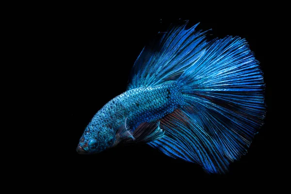 Blauw vechten vis op zwarte achtergrond — Stockfoto