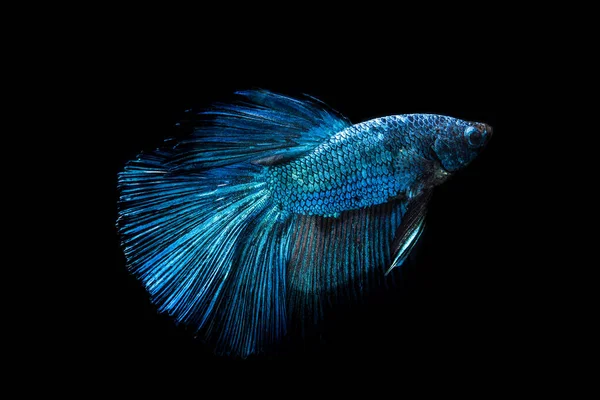 Блакитна бойова риба на чорному тлі — стокове фото