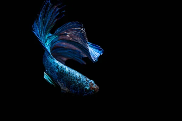 Blu pesce combattente su sfondo nero — Foto Stock