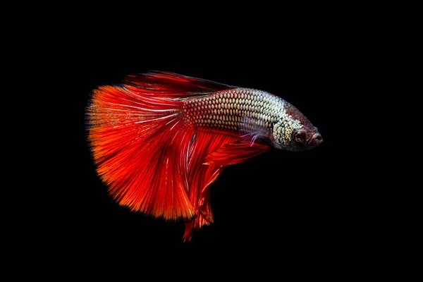 Red Fighting Fish op zwarte achtergrond — Stockfoto