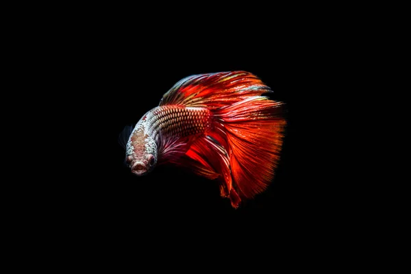 Red Fighting Fish op zwarte achtergrond — Stockfoto