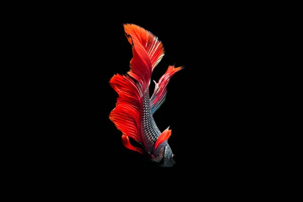 Red Fighting Fish op zwarte achtergrond — Stockfoto