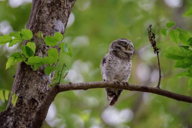 Benekli Owlet ağaca dinleniyor