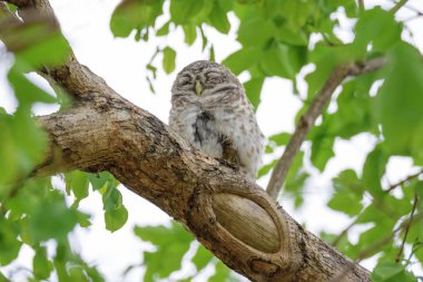 Benekli Owlet ağaca dinleniyor