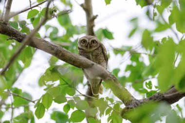 Benekli Owlet ağaca dinleniyor