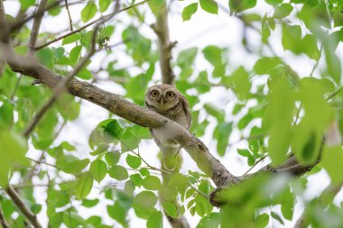 Benekli Owlet ağaca dinleniyor