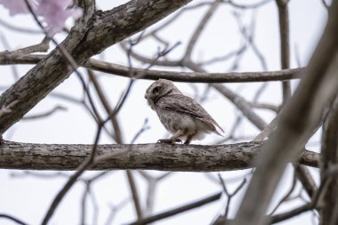 Benekli Owlet ağaca dinleniyor