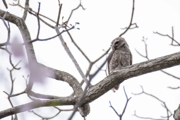 Spotted Owlet odpoczywa na drzewie — Zdjęcie stockowe