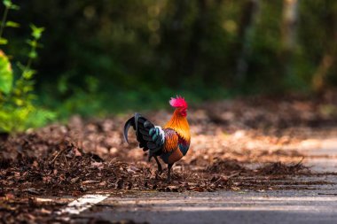 Tayland doğa kırmızı orman kümes