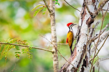 Doğada büyük flameback ağaçkakan erkek greenbackground