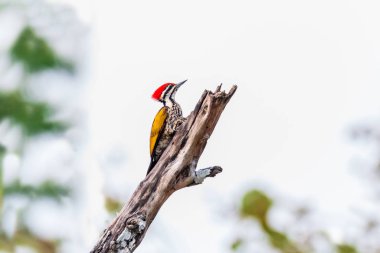 Doğada büyük flameback ağaçkakan erkek greenbackground