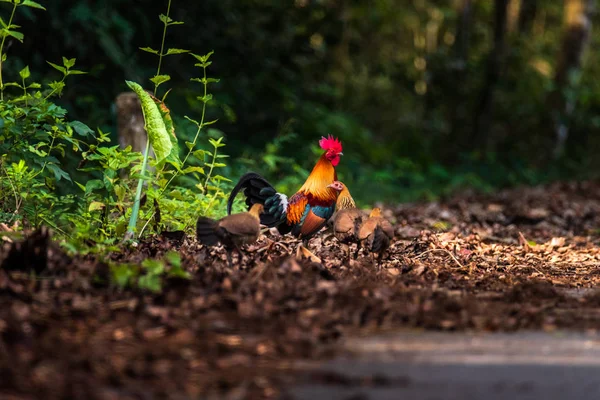 A ave da selva vermelha da natureza na Tailândia — Fotografia de Stock