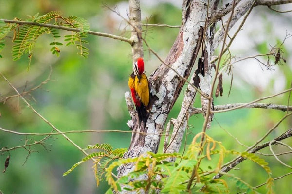 Grotere goudrugspecht spechten mannelijke greenbackground in de natuur — Stockfoto