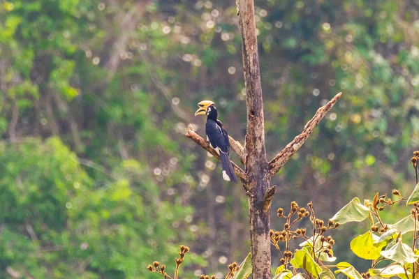 Oriental pied hornbill feminino na natureza — Fotografia de Stock