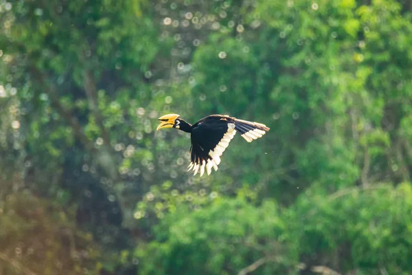 Oriental pied Hornbill femelle dans la nature — Photo