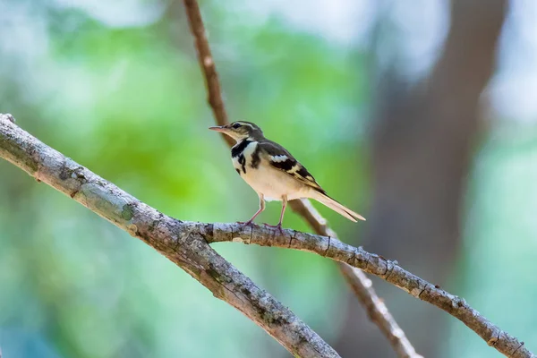 Όμορφο πουλί δάσος σουσουράδα. (Dendronanthus indicus) — Φωτογραφία Αρχείου