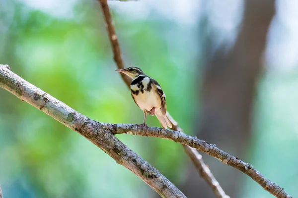 Bonito pássaro Floresta Wagtail. (Dendronanthus indicus ) — Fotografia de Stock