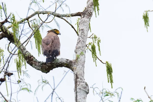 Serpent Eagle, Grzywacz węża Orzeł, Spilornis cheela — Zdjęcie stockowe