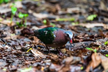 Güzel Ortak zümrüt güvercin, Asya zümrüt güvercin th tüneme