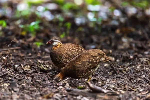 Green-legged partridge, Scaly-breasted partridge — Stock Photo, Image