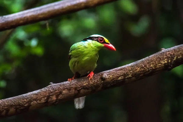 Deep green Common green magpie