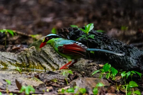 Deep green Common green magpie