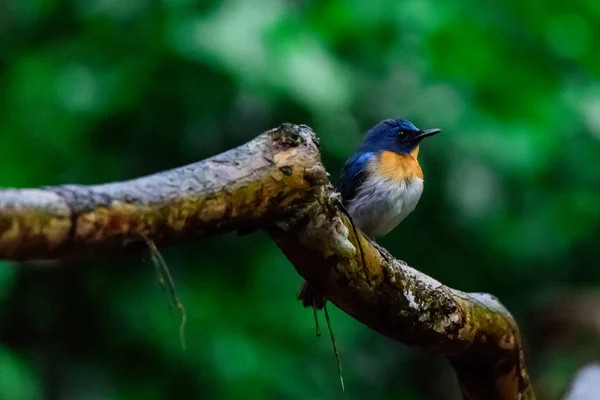 Індокитайська Блакитна-мухоловка (Cyornis sumatrensis) — стокове фото