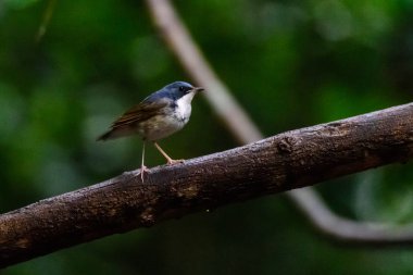 Blackthroat (Calliope obscura) şarkı