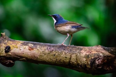 beatiful erkek Slaty-mavi Flycatcher