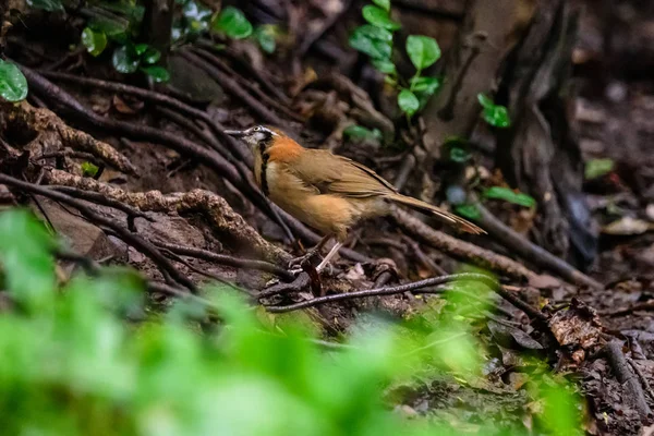 Lesser necklaced laughingthrush (Garrulax monileger) — Stock Photo, Image