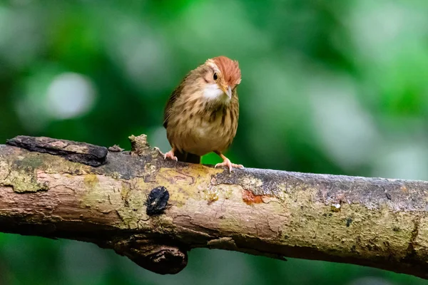 Pin-rayas Tit Babbler Mojado en las ramas en la naturaleza — Foto de Stock