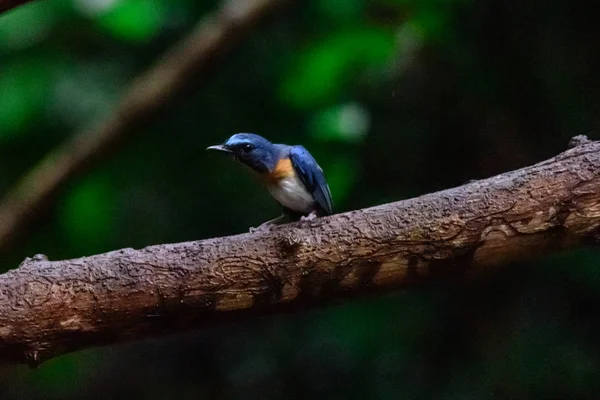 Indochinese blauw-Flycatcher (Cyornis sumatrensis) — Stockfoto