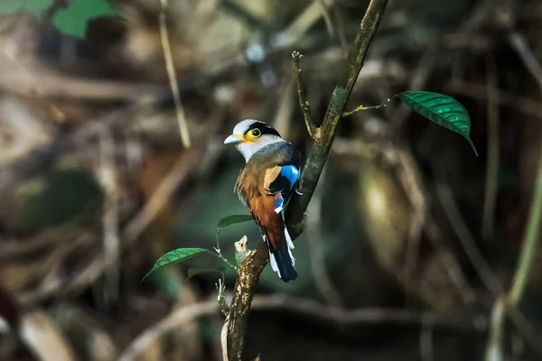 Silver-breasted Broadbill on the branches — Stock Photo, Image