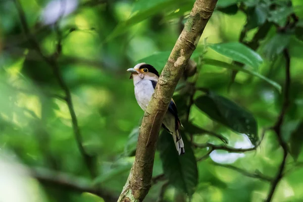 Pecho plateado Broadbill en las ramas — Foto de Stock