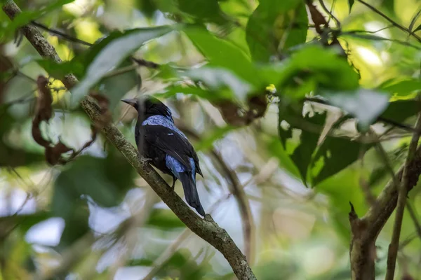 Asiatique Fairy-bluebird Sur les branches — Photo