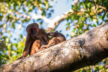 Macaca arctoides ağaçların üzerinde çocuk yetiştirme