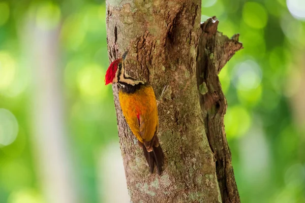 Flameback comum furos perfurados em árvores — Fotografia de Stock