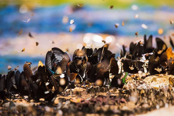 Motyle i owady Znajdź jedzenie na ziemi — Zdjęcie stockowe
