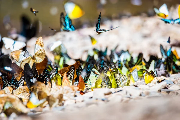 Fjärilar och insekter hitta mat på marken — Stockfoto