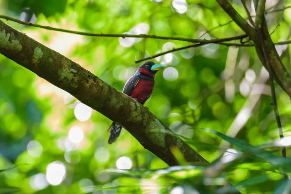 Broadbill noir et rouge sur l'arbre — Photo