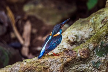  Malay mavi-Banded Kingfisher