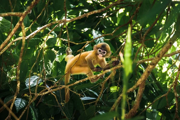 Trachypithecus obscurus, дети с золотыми волосами — стоковое фото